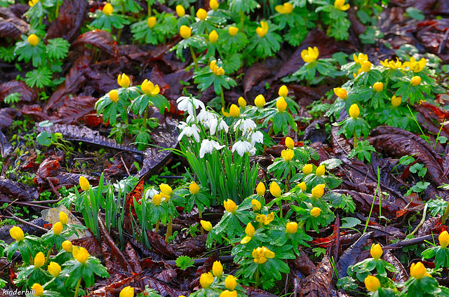 Yellow And White   /   Feb 2018 (Winter Anconite-Snowdrop)