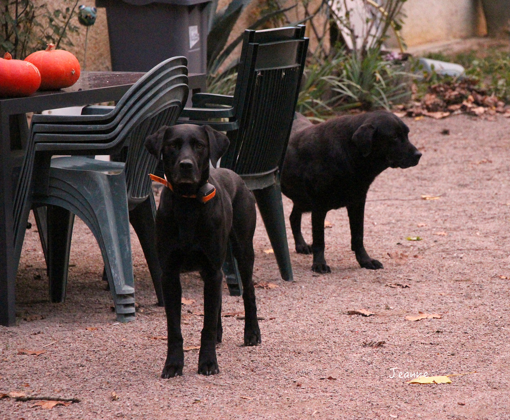 Les compagnons de mon fils !!!!