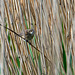 Reed warbler