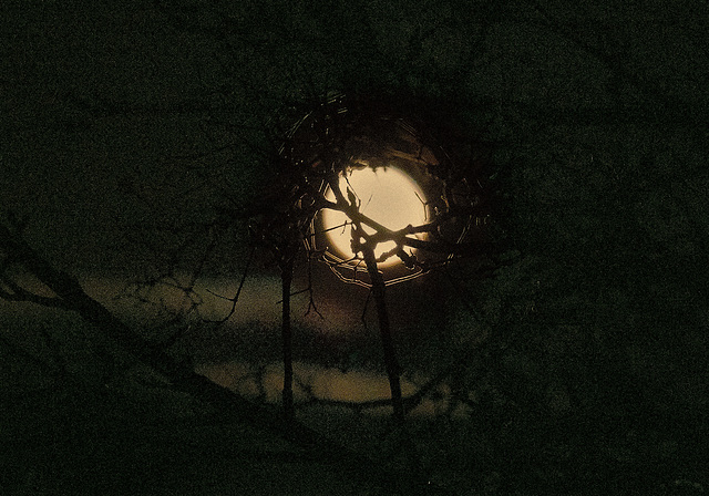 Totally failed to capture Fridays wonderful moon!!!