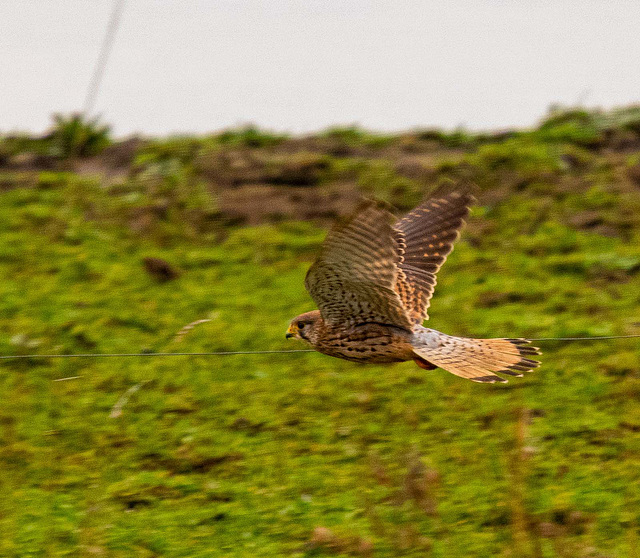 Kestrel