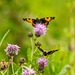 Tortoiseshell butterfly