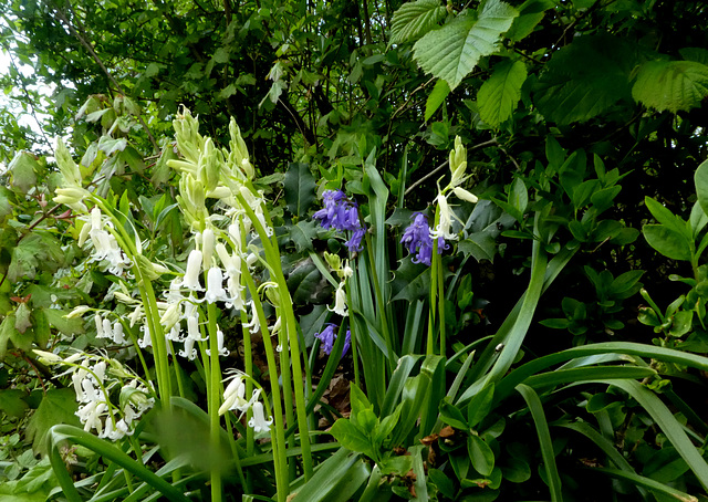 Hyacinthoides