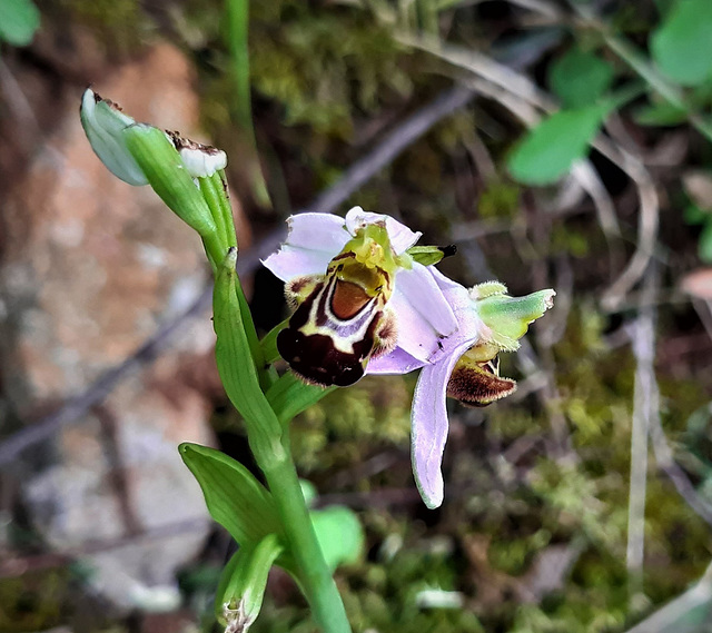 Bienen-Ragwurz (Ophrys apifera)