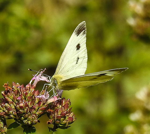 20210724 1914CPw [D~LIP] Dost (Origanum vulgare), Kleiner Kohlweißling (Pieris rapae), Bad Salzuflen