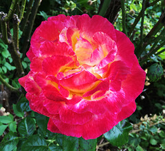 Rose du jardin