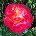 Rose du jardin