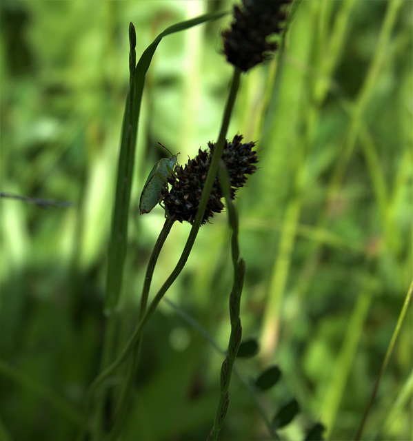 Spot The Shield Bug In A Green Mysterious Land!!