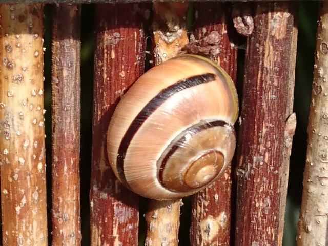 Bänderschnecke