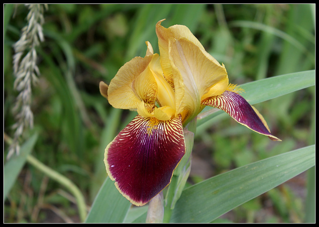Purple Gold (1)