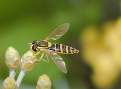 HoverflyIMG 5943
