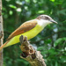 Day 6, Great Kiskadee /  Pitangus sulphuratus