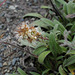 Plantago lanceolata?, Canada L1010153