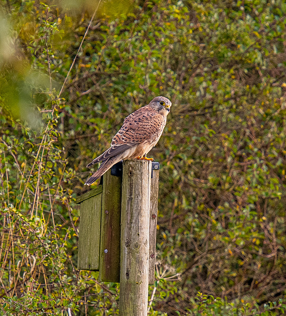 Kestrel