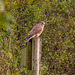 Kestrel