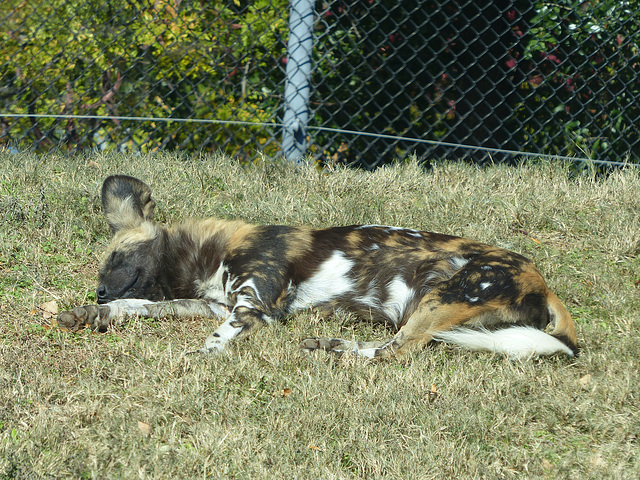 Dallas Zoo (10) - 15 November 2019