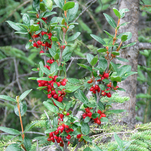 Canada Buffaloberry