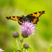 Tortoiseshell butterfly