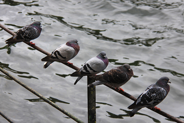 Pigeon line up