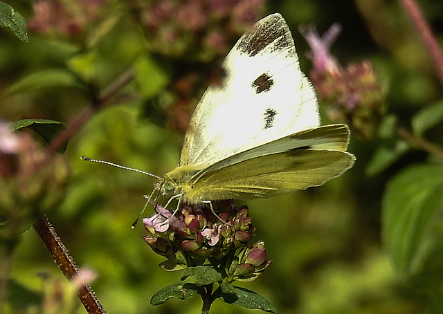 20210724 1917CPw [D~LIP] Dost (Origanum vulgare), Kleiner Kohlweißling (Pieris rapae), Bad Salzuflen