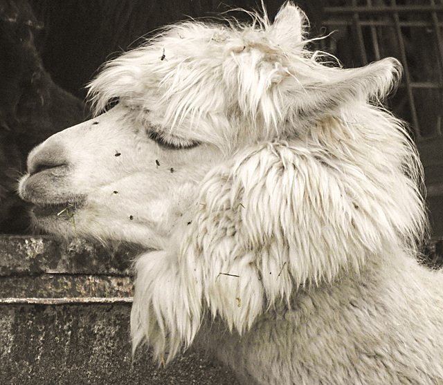 20230809 3673CPw [D~PB] Alpaka (Lama pacos oder Vicugna pacos), Nadermann Tierpark, Delbrück