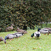 Ducks