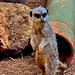 Meerkat