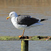 EOS 90D Peter Harriman 13 54 26 00225 lesserBlackBackedGull dpp