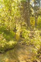 up the Creek