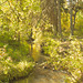 up the Creek