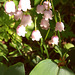 115 Convallaria majalis - gibt es auch mit rosafarbenen blüten