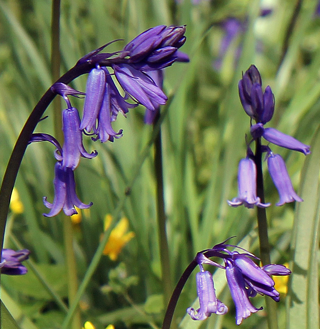 English bluebell.  Hyacinthoides non-scripta