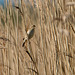 Reed warbler