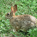 Day 6, Cottontail, National Butterfly Centre