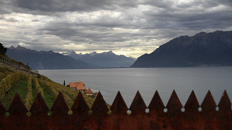 Soir de vendange aux terrasses de Lavaux (suisse)