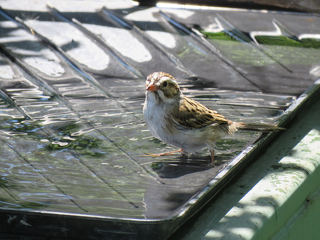 Clay-coloured Sparrow bathing