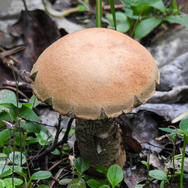 Bolete