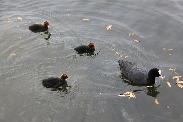 Coot family