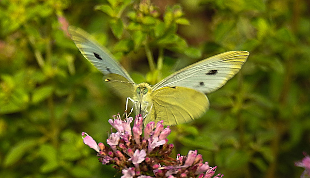 20210724 1919CPw [D~LIP] Dost (Origanum vulgare), Kleiner Kohlweißling (Pieris rapae), Bad Salzuflen