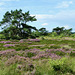 Die Heide blüht