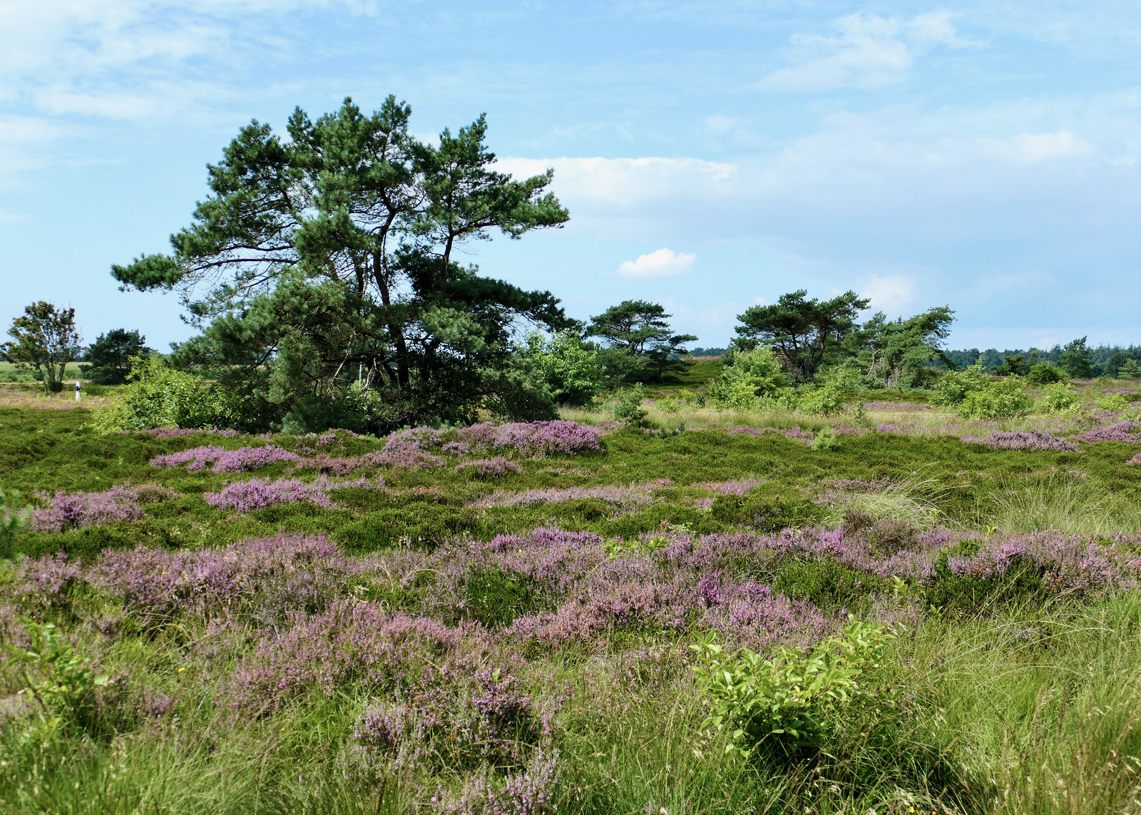 Die Heide blüht