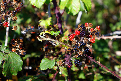 Rubus fruticosus