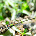 Western Willow Spreadwing m - Lestes viridis 20-09-2012 14-14-40