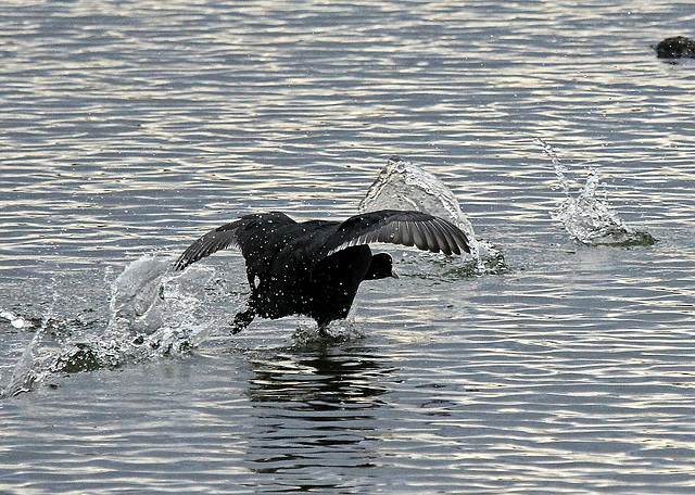 Mit Riesenschritten über das Wasser