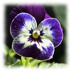 Pollen dust on a Pansy