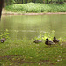 Ducks by the pond.