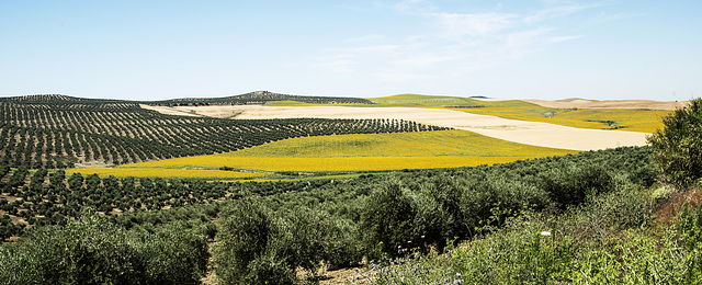 Trigo y aceite. Cultivo mediterráneo.