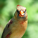 Day 6, female Cardinal / Cardinalis cardinalis