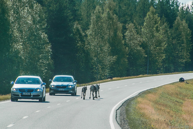 ... on the road again ... von Rovaniemi nach Hossan (© Buelipix)