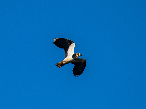 Lapwing